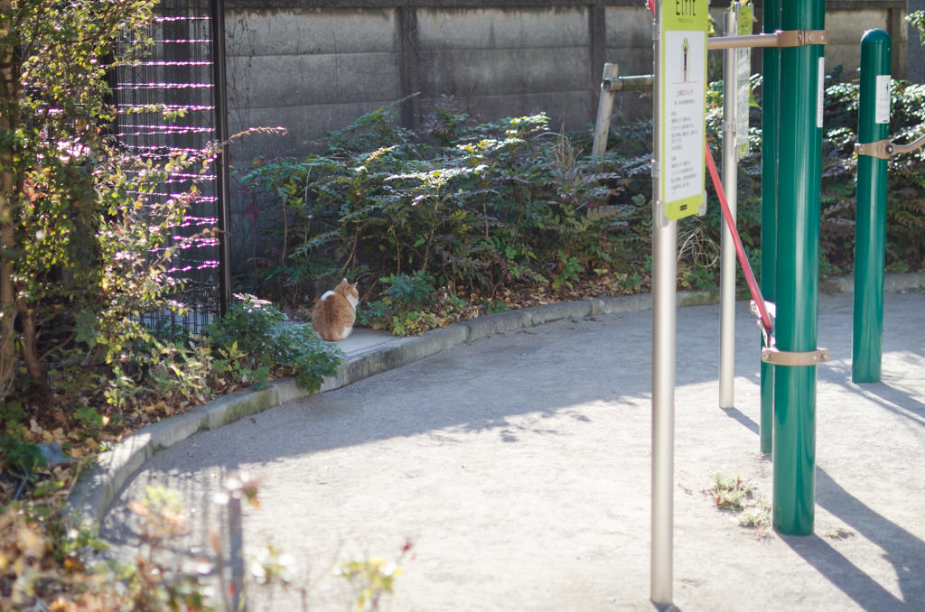 2019/1/14 公園の猫